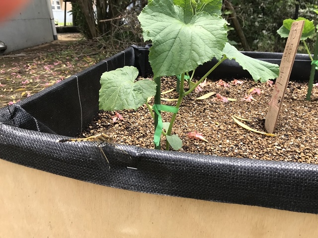 「夏野菜作り始めました」～JFAアカデミー熊本宇城～