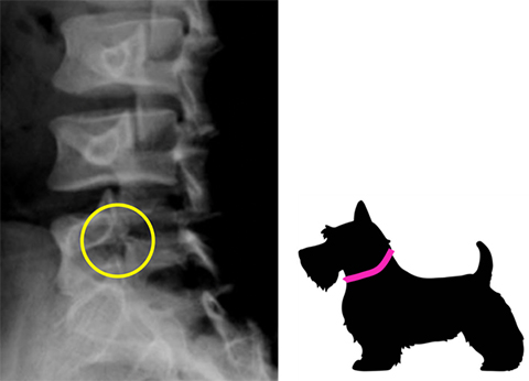 単純X線：スコッチテリアサイン（首輪）